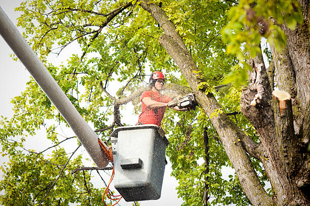 Reliable Lexington, KY Tree Removal Services Solutions