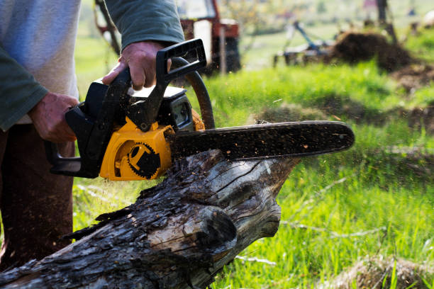 How Our Tree Care Process Works  in  Lexington, KY